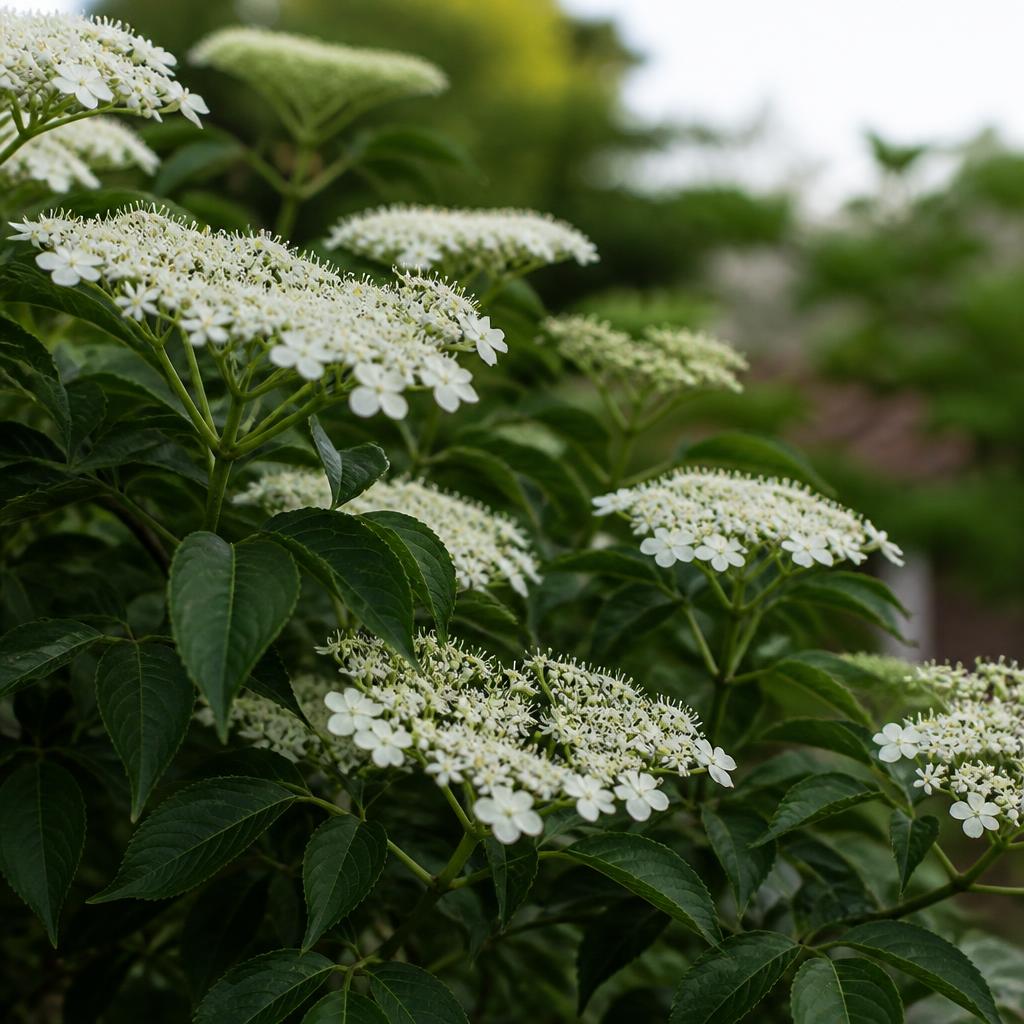 Fläder (fläderhäck) (Sambucus nigra) i etablerad trädgård