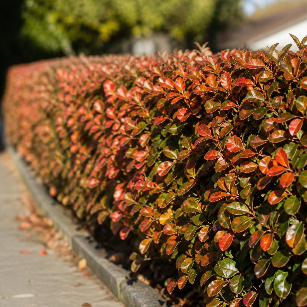 Häckoxbär (Cotoneaster lucidus) i etablerad trädgård